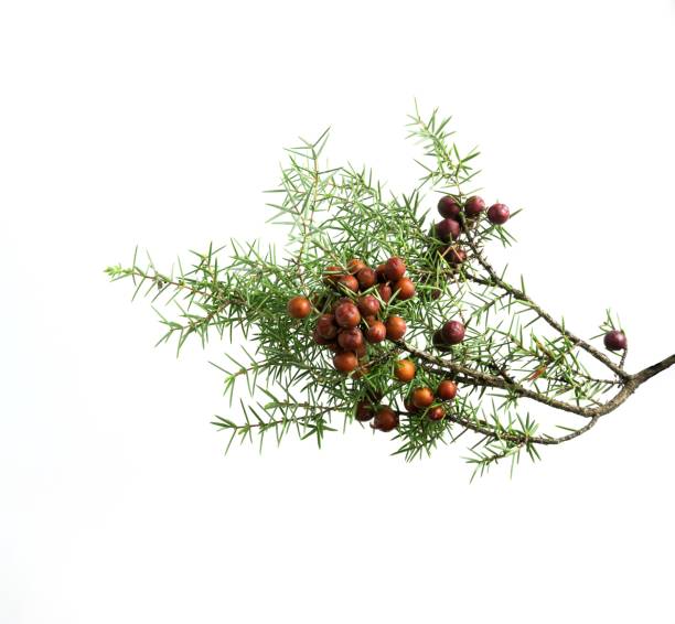 istock juniper branch with fruits on isolated white background 1456338195