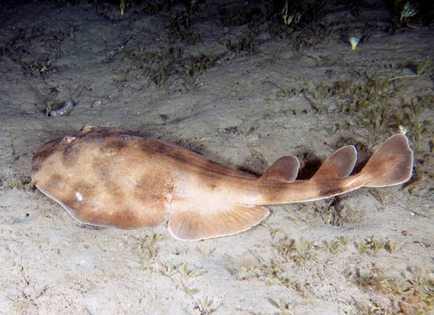 istock A Lesser Electric Ray (Narcine brasiliensis) in Florida, USA 1456339548