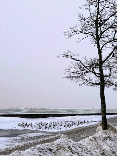 winter landscape with the lonely bare tree on the side, footpath, dirty snow and open frozen baltic sea under the clear sky - bare tree winter plants travel locations imagens e fotografias de stock