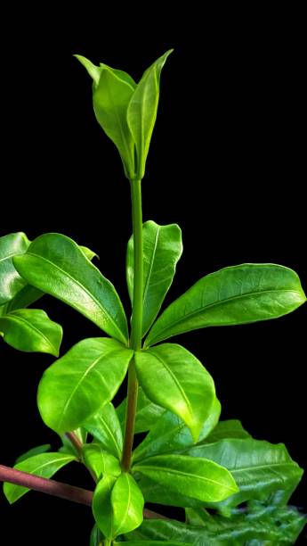 istock Looks beautiful tree leaf plant set in natural color 1456340369
