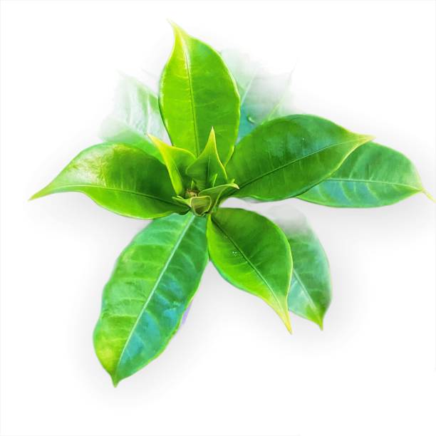 istock Looks beautiful tree leaf plant set in natural color 1456340373