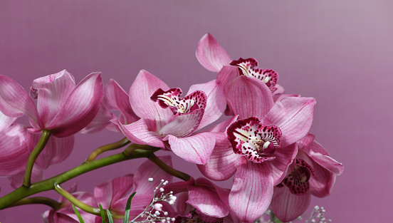 Pink colored orchid flowers or phalaenopsis flowers pink orchid backgrounds.
Dark pink orchid isolated on pink backgrounds.
Pink phalaenopsis isolated on pink backgrounds.