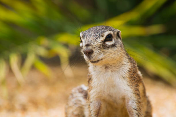 istock African bush squirrels in Etosha National Park 1456341449