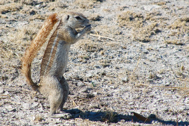 istock African bush squirrels in Etosha National Park 1456341500