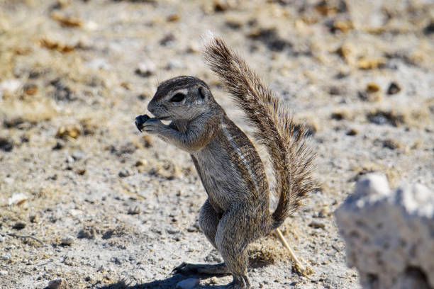 istock African bush squirrels in Etosha National Park 1456341630