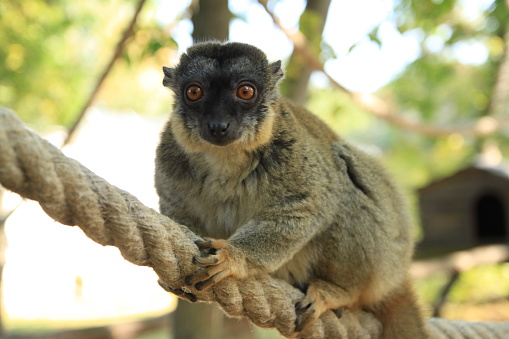 Lemur crawling on a rope