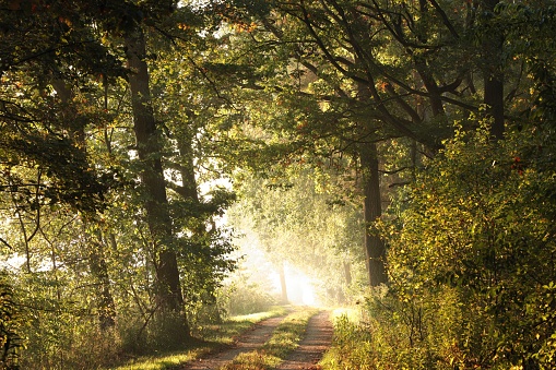 Path through the autumn forest on a sunny morning. October, Poland.