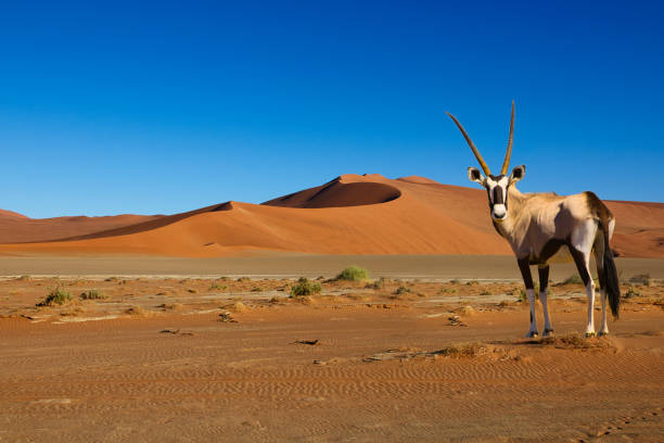 istock Sossusvlei in the Namib Desert in Namibia 1456345563