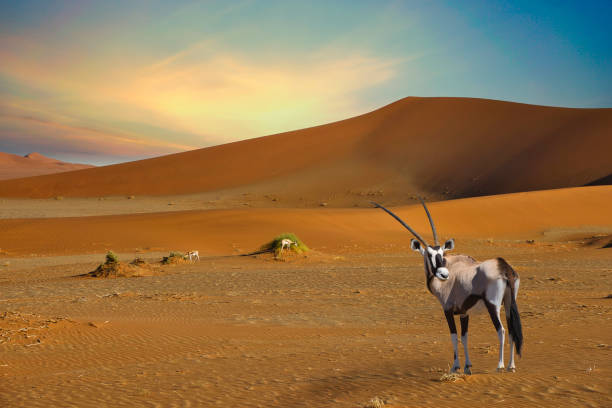 istock Sossusvlei in the Namib Desert in Namibia 1456345692