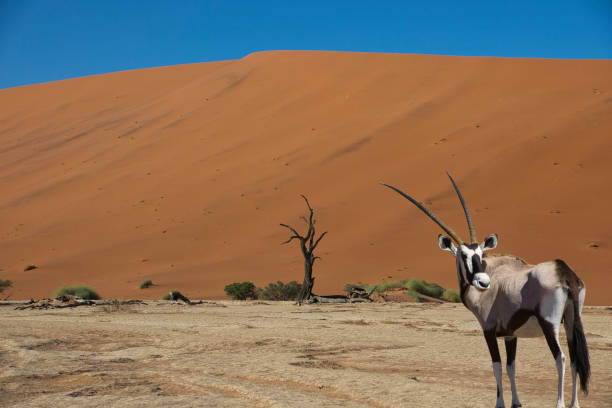istock Sossusvlei in the Namib Desert in Namibia 1456345706