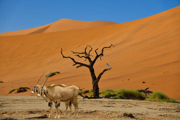 istock Sossusvlei in the Namib Desert in Namibia 1456345723