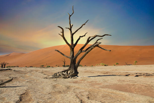 istock Sossusvlei in the Namib Desert in Namibia 1456346756
