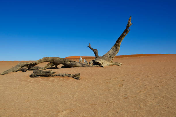 istock Sossusvlei in the Namib Desert in Namibia 1456346946