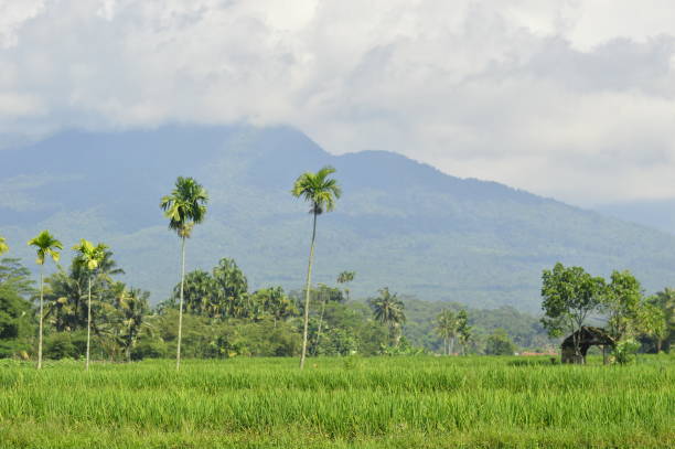 istock View of green rice fields and Mount 1456347576
