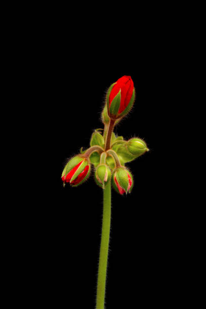Vibrant red blooming geranium or pelargonium flowers on black background