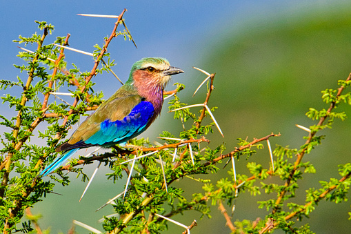 Wunderschöne bunte Vögel in Afrika