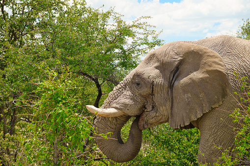 Elefanten im Okavango Nationalpark in Botswana