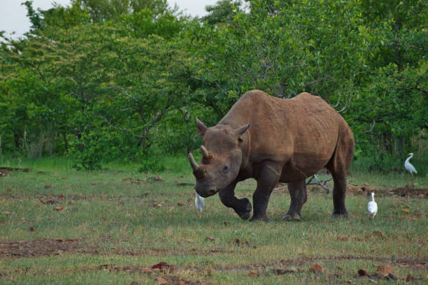 istock Rhinoceros in the Okavango National Park in Botswana 1456349624