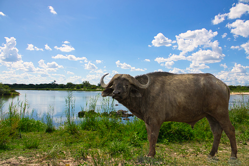 Büffel im Okavango Nationalpark in Botswana