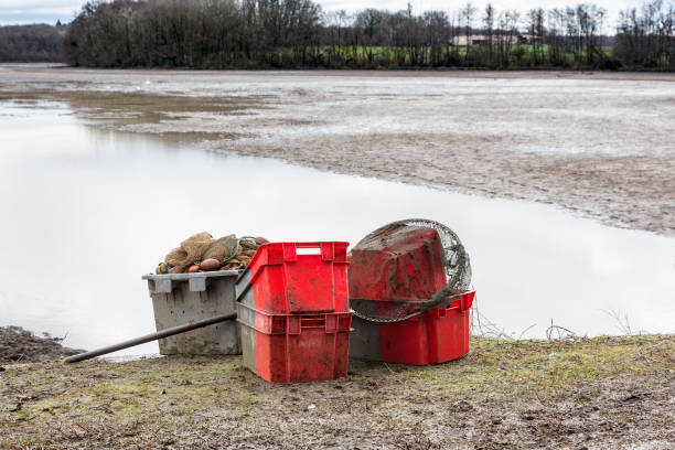 It's fishing day in a pond in La Bresse. Fishermen will pull the net to bring the fish back to shore.