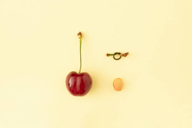 istock Cherrystone with stalk knot and red cherry fruit on yellow background. 1456354438
