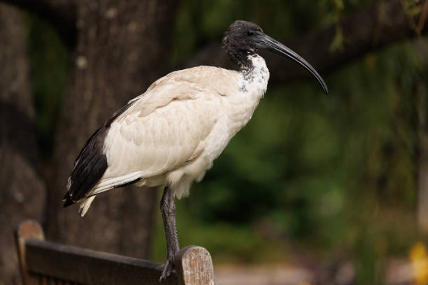 istock Young Threskiornis moluccus, The Australian White Ibis 1456355162