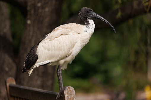 Female saddle-billed stork (Ephippiorhynchus senegalensis) at the Jurong Bird Park in Singapore.