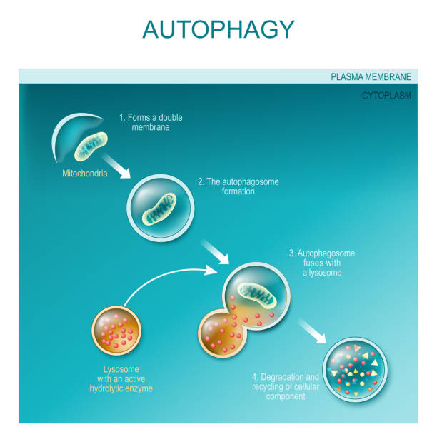 autophagie der mitochondrien - enzyme stoffwechsel stock-grafiken, -clipart, -cartoons und -symbole