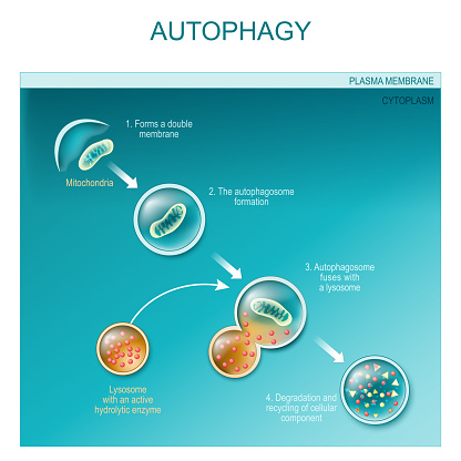 autophagy of mitochondria. Diagram of the process of autophagy from Forming a membrane and autophagosome to fuse phagosome and lysosome when contents of the vesicles are degraded and recycled. Autophagy defects linked to various diseases and cancer development. Vector poster