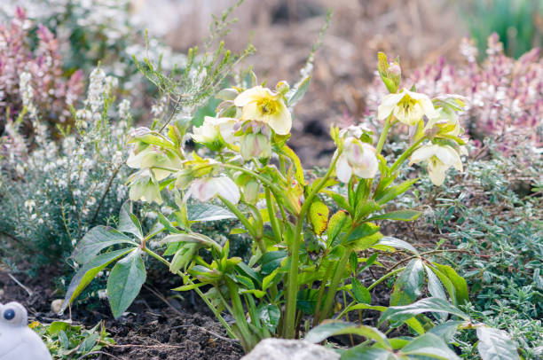 white helleborus blooming in springtime stock photo