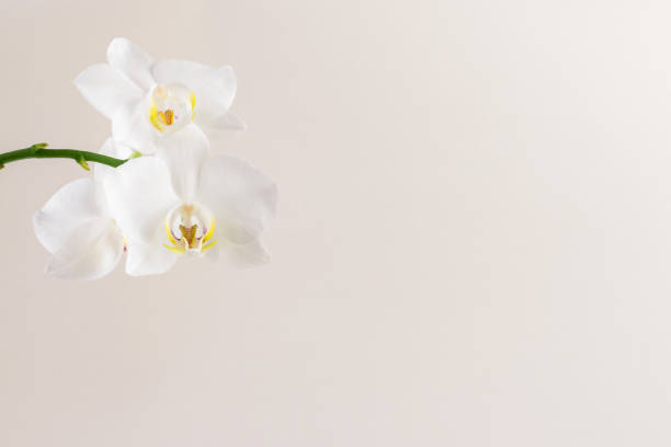 istock white orchid flower isolated, copy space 1456358610
