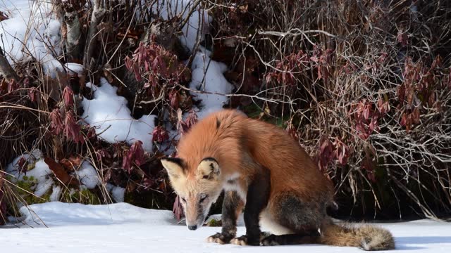 Red fox on frozen lake ice, animal wildlife encounter, hungry looking for food