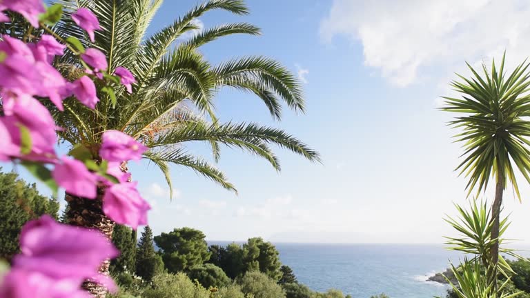 Summer tropical landscape with bougainvillea, palm tree and sea at background