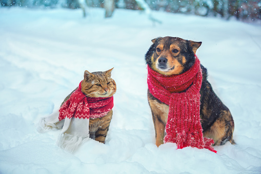 Funny dog and cat best friends wearing knitted scarf, sitting together outdoors on the snow in winter