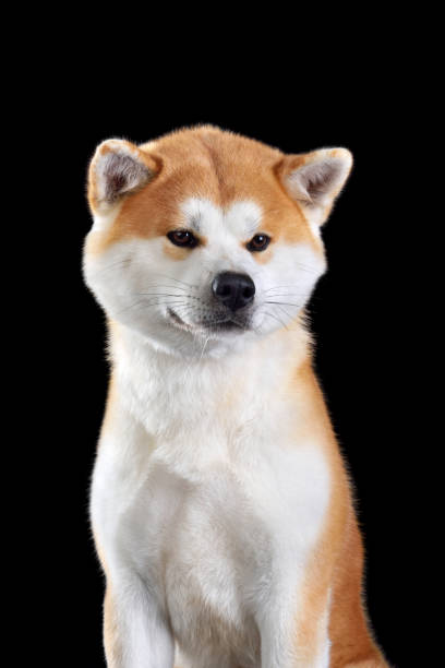 istock Japanese Akita inu dog 1456362860