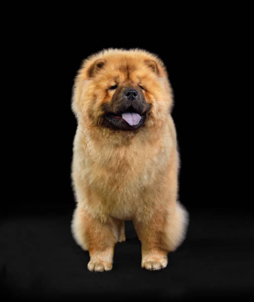 chien brun chow-chow - chow photos et images de collection