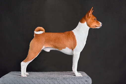 Adorable brown and white basenji dog standing on gray background
