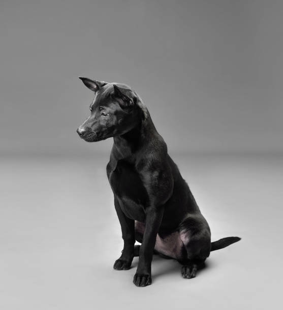istock Sitting Thai Ridgeback puppy 1456363605