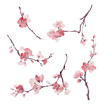 Loose watercolor cherry blossom branches set isolated on white background. Hand drawn spring blooming sakura painting with pink flowers.