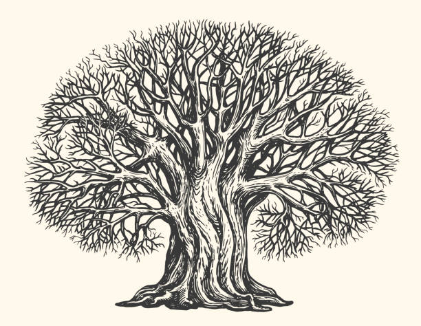 ilustraciones, imágenes clip art, dibujos animados e iconos de stock de árbol ramificado sin hojas, boceto. grabado de gran tamaño de roble en crecimiento. concepto de naturaleza. ilustración vectorial vintage dibujada a mano - árboles genealógicos