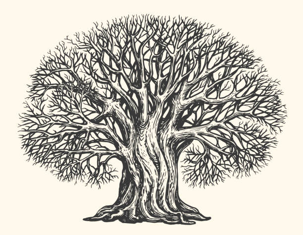 ветвистое дерево без листьев, эскиз. гравирован большой растущий дуб. понятие природы. рисованная винтажная векторная иллюстрация - bark tree autumn tree trunk stock illustrations