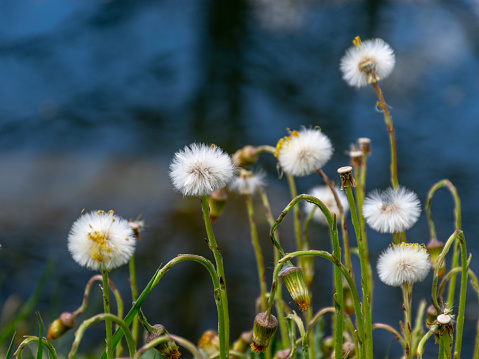 fluffy heads of blooming coltsfoot flowers