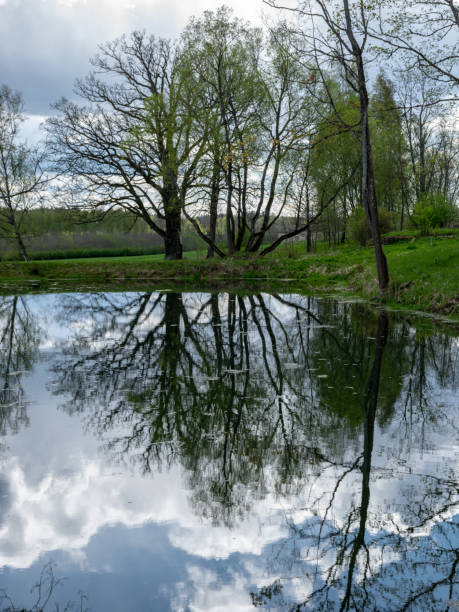 istock spring landscape with tree silhouettes, green grass and a small pond, reflections of clouds and trees in the water 1456365087