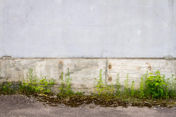 istock Urban grungy concrete wall with green grass 1456365333