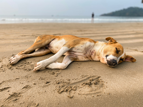 Stock photo showing elevated view of wild, stray, mongrel dog lying on its side enjoying a rest on damp sand of a beach.