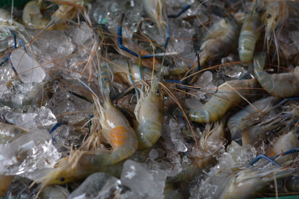 istock Prawns are fresh shrimps used for seafood. 1456366644