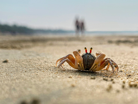lonely crab walks on the beach looks at the camera