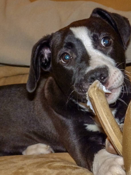 istock a little puppy playing with a bone 1456367500