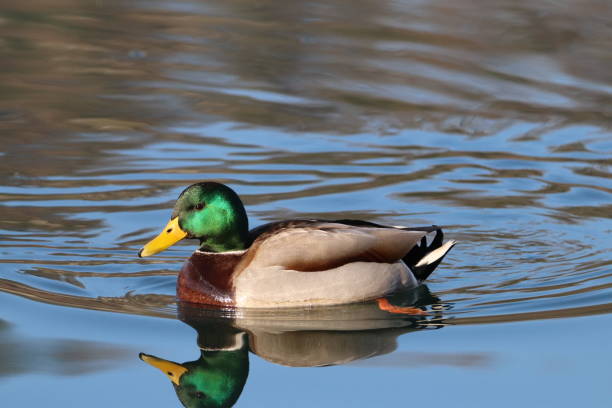 istock Mallard Duck floating on lake 1456367907