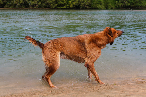 Stock photo showing close-up view of wild, stray, mongrel dog enjoying splashing at the water's edge at low tide on sandy beach.